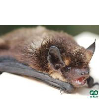 گونه خفاش سروتین شمالی Northern Bat 